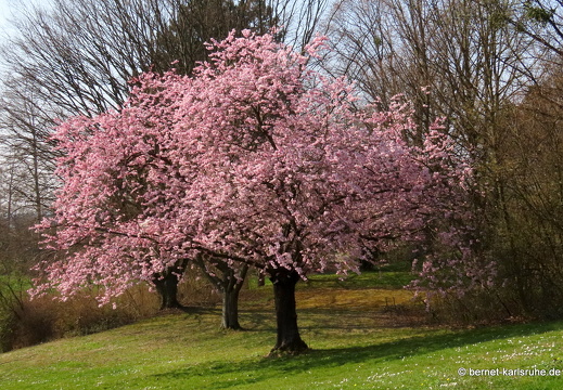 22-03-19-rittersbach-krankenhaus-japanische kirschbluete-018