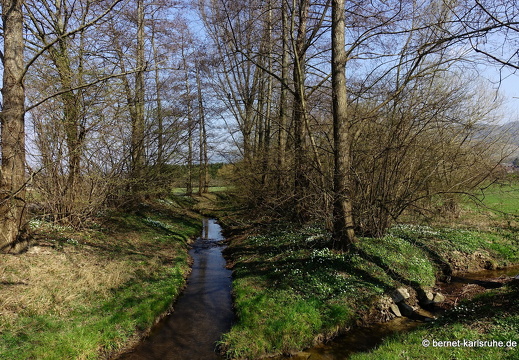 22-03-19-rittersbach-salzwaesserle-buschwindroeschen-002