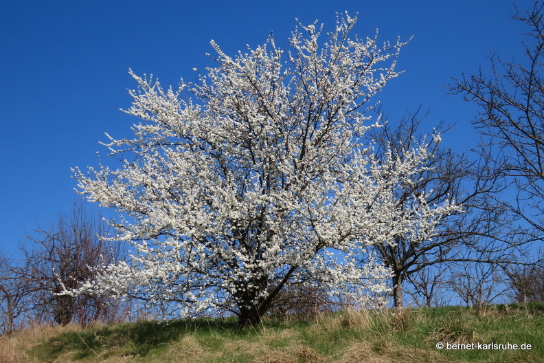22-03-22-weinberge-zwetschgenbaum-blueten-001.JPG