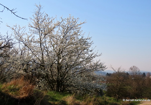 22-03-23-weinberge-zwetschgenbluete-004