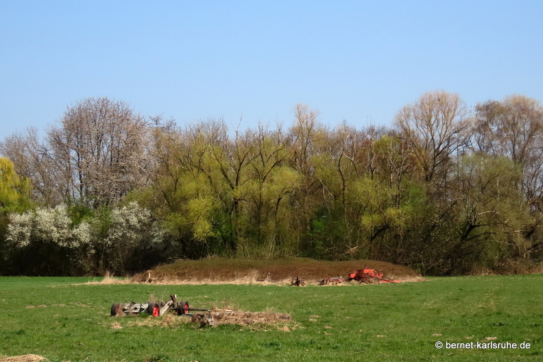 22-03-26-am salzwaesserle-alte b3-baeume-.JPG