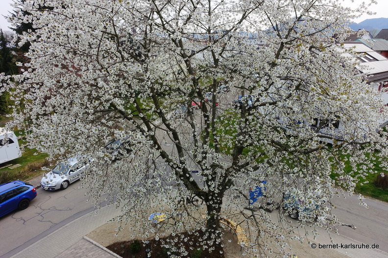 22-03-29-lessingstrasse-kirschbaum-001.JPG