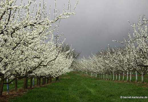 22-03-30-weinberge-regen-obstbluete-002
