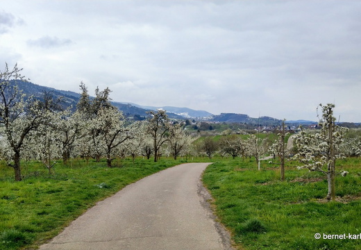 22-04-03-weinberge nach obstbluete und frost-007