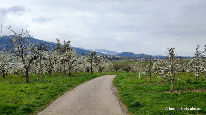 22-04-03-weinberge nach obstbluete und frost-007.JPG