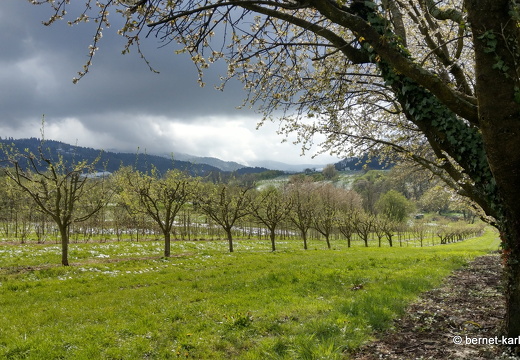 22-04-09-alte b3- schnee und obstbluete-014