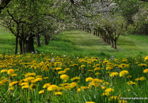 22-04-14-rittersbach-loewenzahn-003