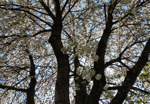 22-04-16-henri-dunant-platz-003