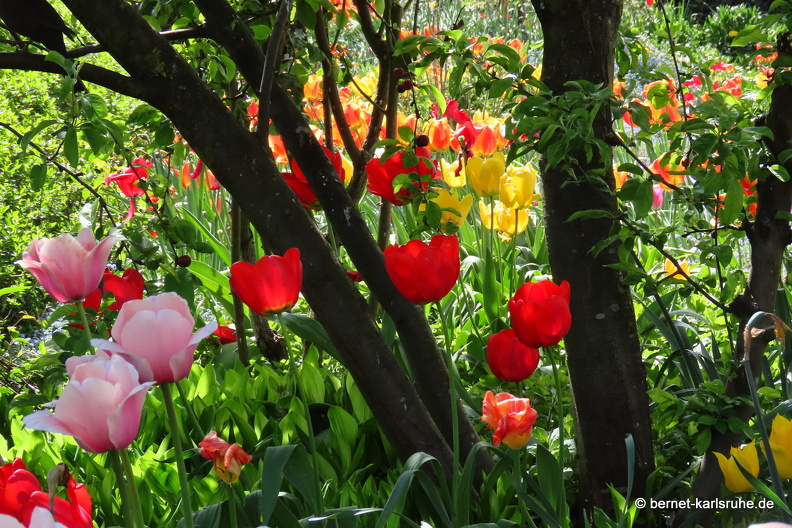 22-04-16-imgruen-tulpengarten-008.JPG
