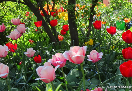 22-04-16-imgruen-tulpengarten-009