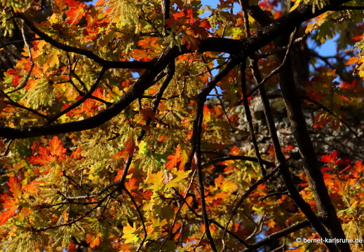 22-04-22-stadtgarten-eiche-fruehling-002
