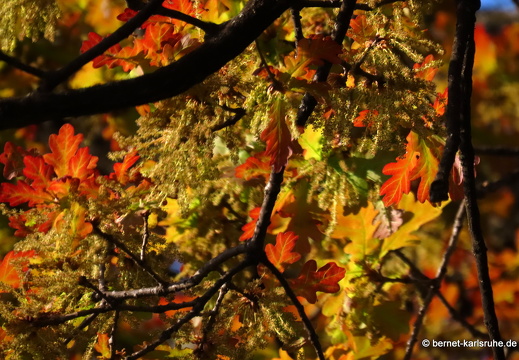 22-04-22-stadtgarten-eiche-fruehling-003