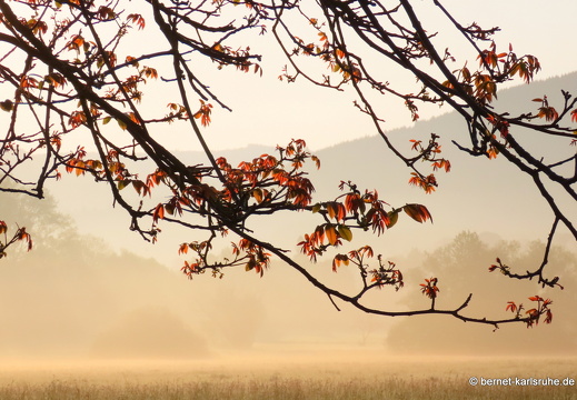 22-05-02-morgenspaziergang-alteb3-021