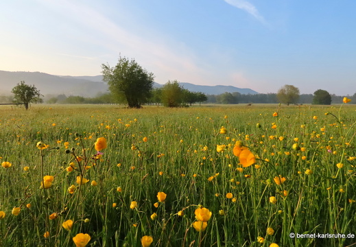 22-05-02-morgenspaziergang-alteb3-butterblumen-
