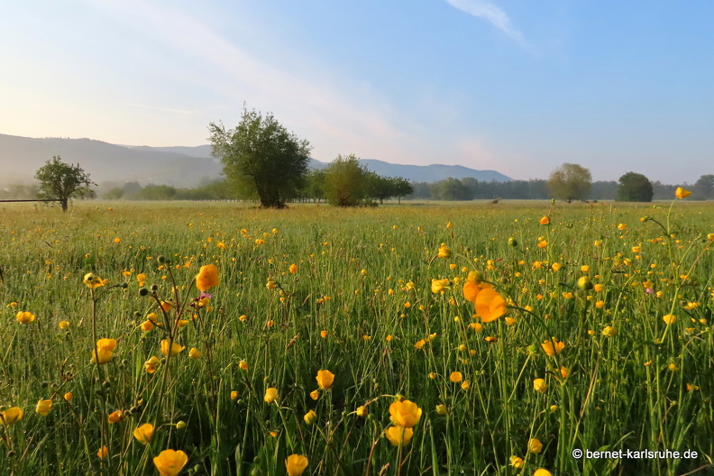 22-05-02-morgenspaziergang-alteb3-butterblumen-.JPG