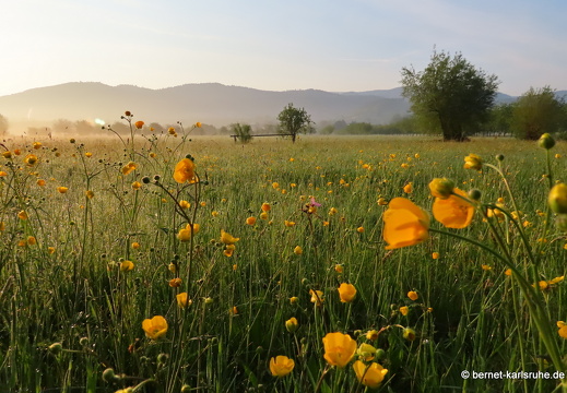 22-05-02-morgenspaziergang-alteb3-butterblumen-001