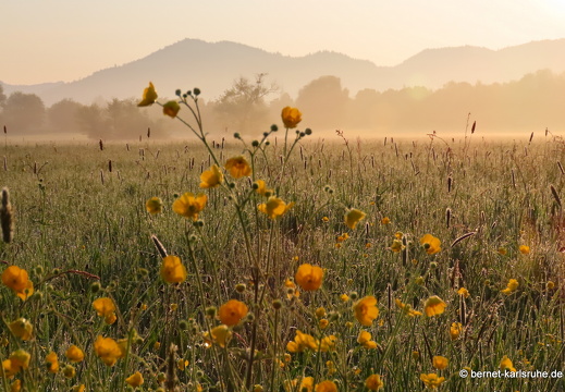 22-05-02-morgenspaziergang-alteb3-butterblumen-004