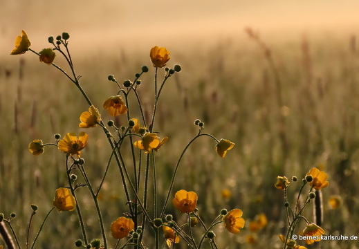 22-05-02-morgenspaziergang-alteb3-butterblumen-008