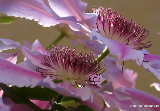 22-05-07-grabenstrasse-klematis-018