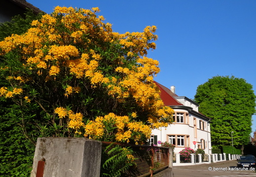 22-05-08-hugo-fischer-weg-geissblatt-002