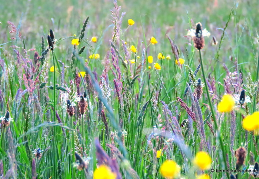 22-05-11-alteb3-sonnenaufgang-001