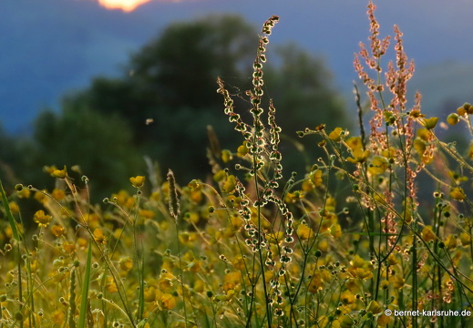 22-05-11-alteb3-sonnenaufgang-salzwaesserle-007