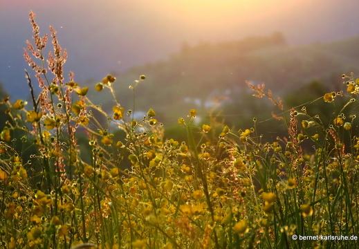 22-05-11-alteb3-sonnenaufgang-salzwaesserle-008
