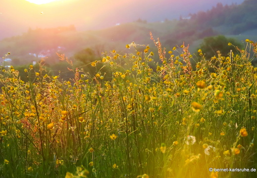 22-05-11-alteb3-sonnenaufgang-salzwaesserle-010
