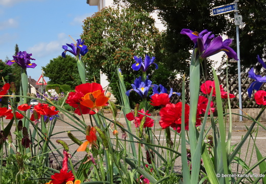 22-05-12-oberweiererstrasse-schwertlilien-002