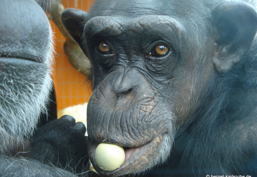 09-01-20-zoo-katsche 062