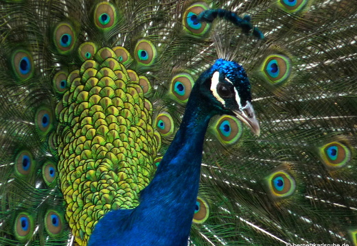 09-04-14-zoo-fauna-18