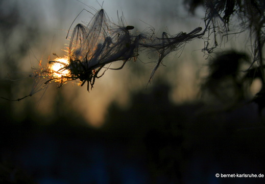 09-01-11-winterimpressionen-alb 190a
