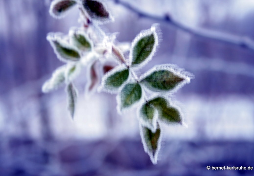 09-01-12-winterimpressionen-alb 067