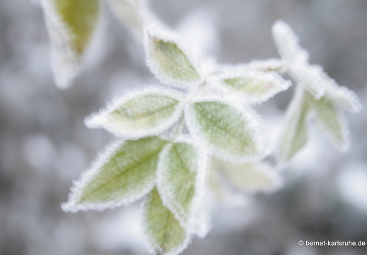 09-01-12-winterimpressionen-alb 070