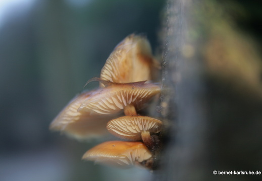 09-01-21-alb-baumpilz 012