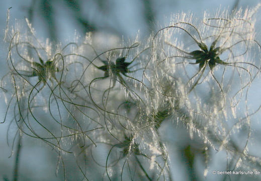 09-01-26-alb-gemeine-waldrebe-54