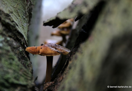 09-01-29-baumpilz-24