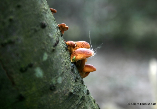 09-01-29-baumpilz-28