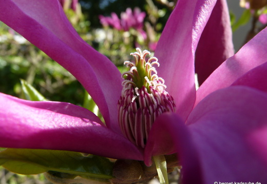 09-04-09-flora-magnolie-1