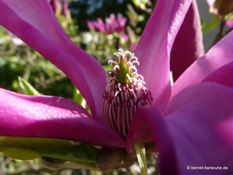 09-04-09-flora-magnolie-1.jpg