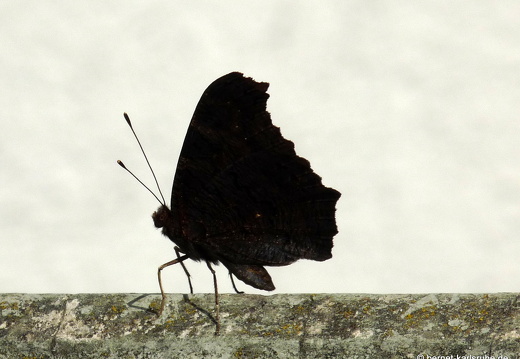09-04-09-schmetterling-27