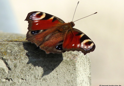 09-04-09-schmetterling-34