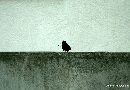 09-04-09-schmetterling-81