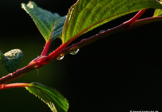 09-04-19-flora-garten-9
