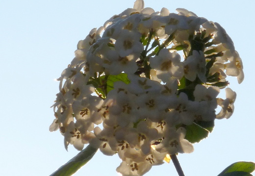 09-04-19-flora-garten-20