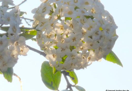 09-04-19-flora-garten-22