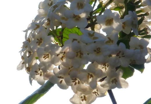 09-04-19-flora-garten-23