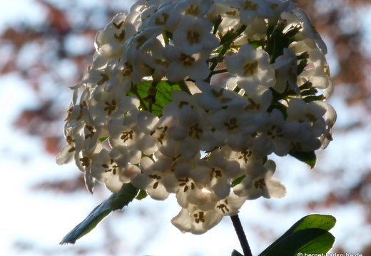 09-04-19-flora-garten-25