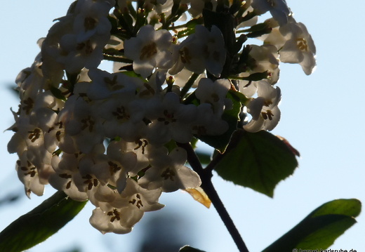 09-04-19-flora-garten-27