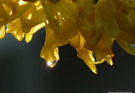 09-04-19-flora-garten-29
